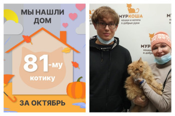 У котика Гусляра начинается домашняя жизнь!