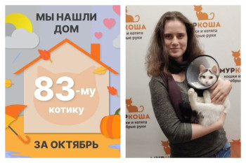 Котик Элисон стал домашним всего за месяц!