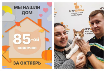 Кошечка Бушра рада познакомить со своими хозяевами!