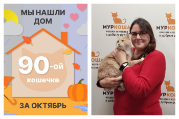 Кошечка Мяфка стала домашней любимицей!