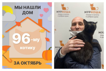 Котик Спирит отправился в домашнюю жизнь!