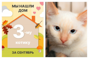 Малыш Милкин нашел дом за пять дней!