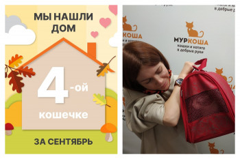 Кошечка Ода стала домашней любимицей!
