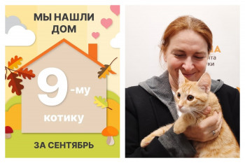 Мы нашли дом маленькому Хемингуэю за 2 месяца!