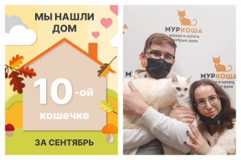 Кошечка Куколка стала домашней любимицей!