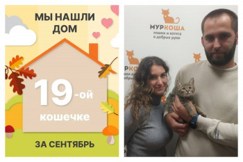 Кошечка Кимчи стала домашней всего за два месяца!