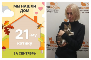 Котенок Метро стал домашним любимцем!