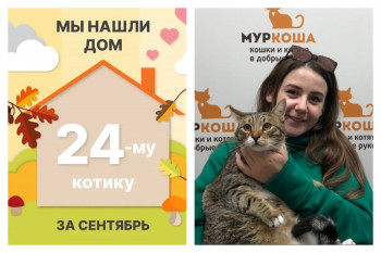 У котика Аякса теперь есть дом и семья!