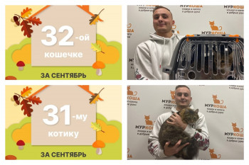 Котик Симыч и кошечка Тапиока начинают домашнюю жизнь вместе!
