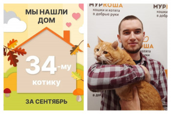 Котик Чипполино стал домашним за двенадцать дней!
