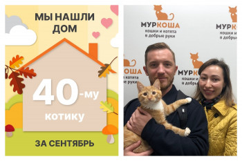 Очаровательный Шпинель стад домашним котиком!