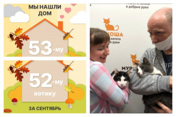 Котики Крюшон и Киаби отправились домой вместе!