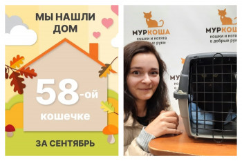Кошечка Миссури начинает счастливую домашнюю жизнь!