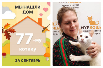 Невероятный Граф Шереметьев стал домашним за два дня!