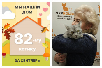 Котик Салют начинает новую жизнь!