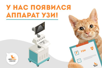 Время предновогодних чудес. У нас появился аппарат УЗИ! 