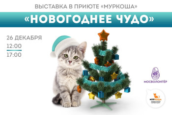 Выставка кошек "Пушистое счастье!"
