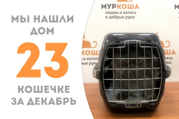 Шестилетняя кошечка Адалин уезжает жить в Швейцарию!