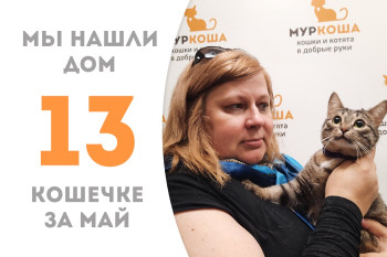 Кошечка Афрель нашла домашнее счастье! 