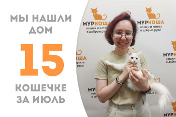 Трёхмесячная кошечка Африна обрела хозяйку пробыв чуть более месяца в приюте! 