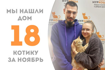 Шестилетний котик Аластор, спасённый с дач, обрёл добрую семью! 