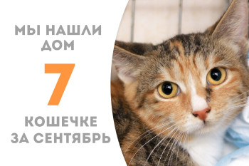 Кошечка Аннабель теперь счастлива дома! 