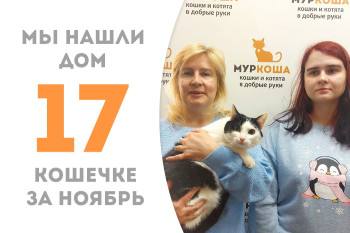Кошечка Арабелла около трёх лет от роду стала домашней любимицей! 