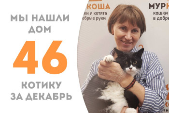 Котик Арбат за два месяца в приюте нашёл себе добрую хозяйку!