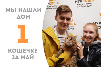 Добрейшая кошечка Арника дождалась своего счастья! 