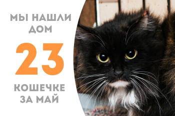 Пятилетняя кошечка Багира уезжает домой! 