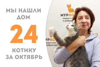 Двухлетний котик Бандитос "исправился" после трёхмесячной жизни в приюте и стал домашним любимцем! 