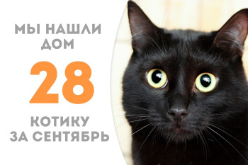Котик Бастт нашёл себе новый дом и доброго человека после трёх недель в приюте! 