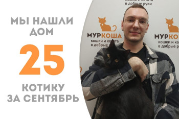Котик Баттерфляй из Мариуполя стал домашним спустя три месяца жизни в приюте!