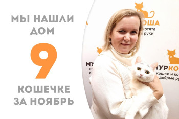 Двухлетняя кошечка Белисса уезжает в новый дом! 
