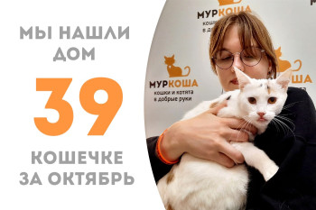Годовалая кошечка Бирка, вывезенная с дач, встретила добрую хозяйку! 