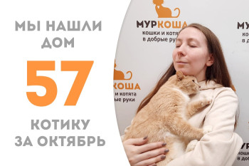 Котик Бисквитик через два месяца покинул приют, чтобы начать счастливую жизнь дома! 
