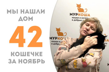 Кошечка Блексвон стала домашней, проведя два месяца в приюте! 