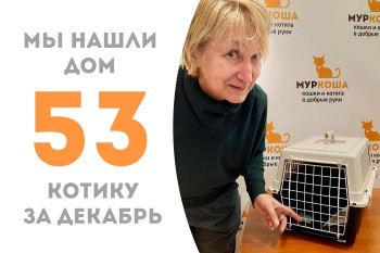 Котик Блэйд нашёл своего человека, пробыв три месяца в приюте!