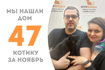 Девятимесячный котёнок Бомбей стал теперь по-настоящему домашним! 