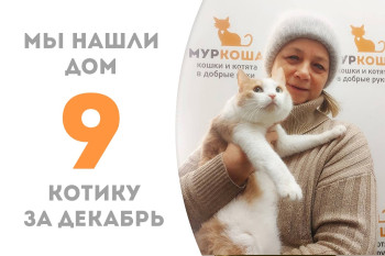 Шестилетний котик Бонька уехал в новый дом!