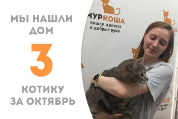 Пробыв месяц в приюте, двухлетний котик Братислав уехал в новый дом!