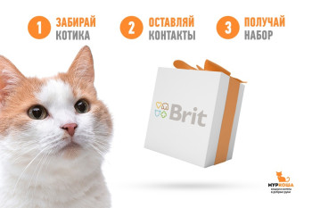 Проект оbritитедруга от компании Brit