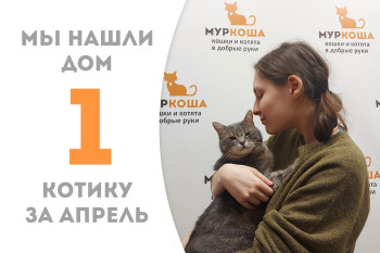 Красавец Бронкс дождался своего счастья и уехал домой!