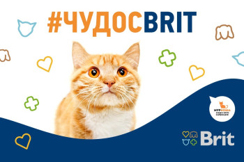 Добрая акция декабря оbritитедруга