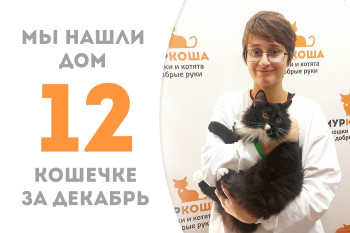 Девятимесячная кошечка Дакота отправилась домой на следующий день после сестры! 