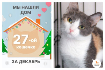 Кошечка Сибиль теперь домашняя и любимая!