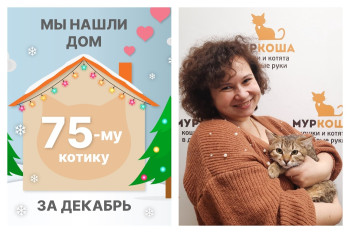 Котенок Хич встретит Новый год в своём доме!