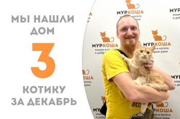 Котик Дельвиг стал домашним любимцем! 