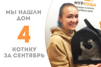 Трёхлетний котик Дольф вытянул счастливый билетик в домашнюю жизнь! 