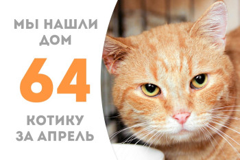 Котик Дорадо стал домашним и счастливым!